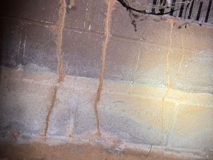 Termite Control in Jackson, GA: What Butts County Homeowners Need to Know