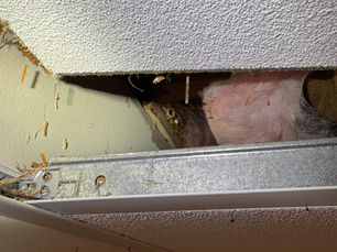 Rodent Control in Griffin, GA: Why It's a Health Issue, Not Just a Pest Issue