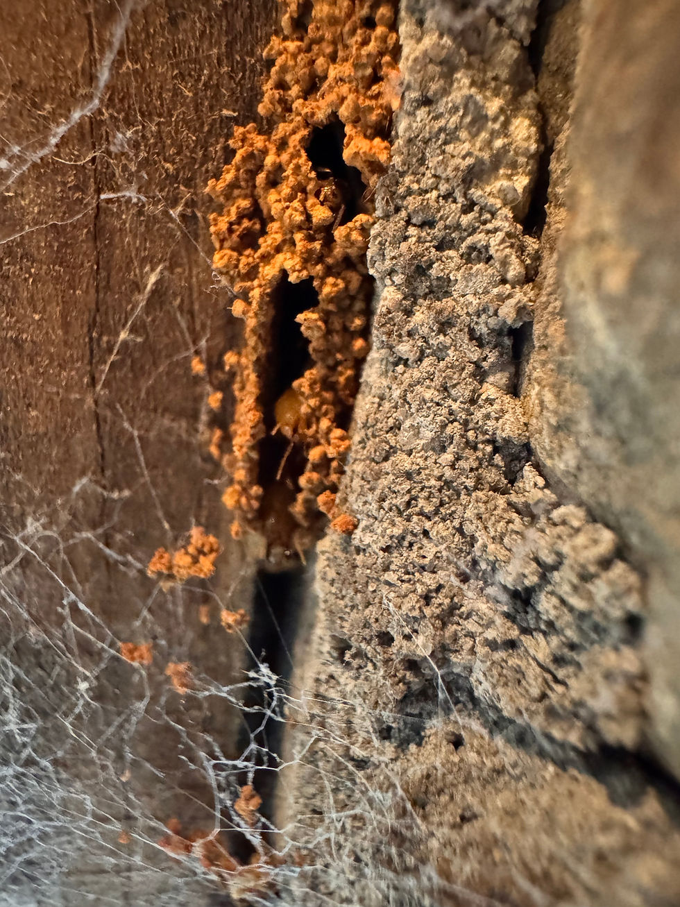 Termites creating a mud tunnel in a residential home.