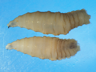 What Is the New World Screwworm? What Georgia Residents Should Know