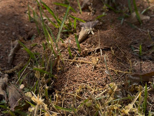 Fire Ant Control in Griffin, GA: Why Summer Colonies Are Harder to Treat