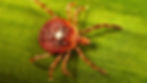 Picture of a Lone Star Tick