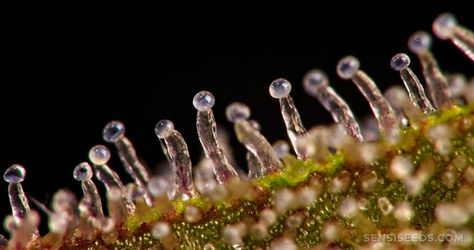 Tricomas: qué son y por qué son importantes en el cannabis