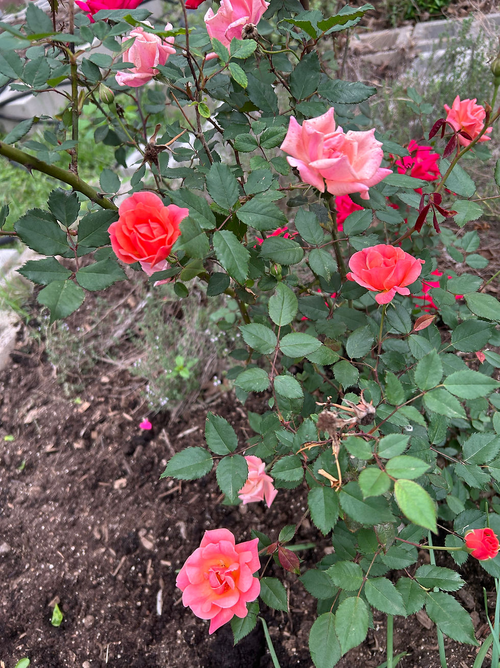 Roses grown for Vodou purposes in Austin, Texas
