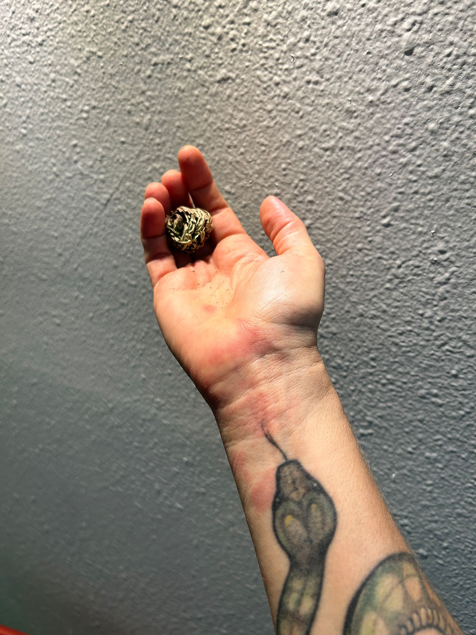 Thumbnail: Rose of Jericho (Resurrection Plant)