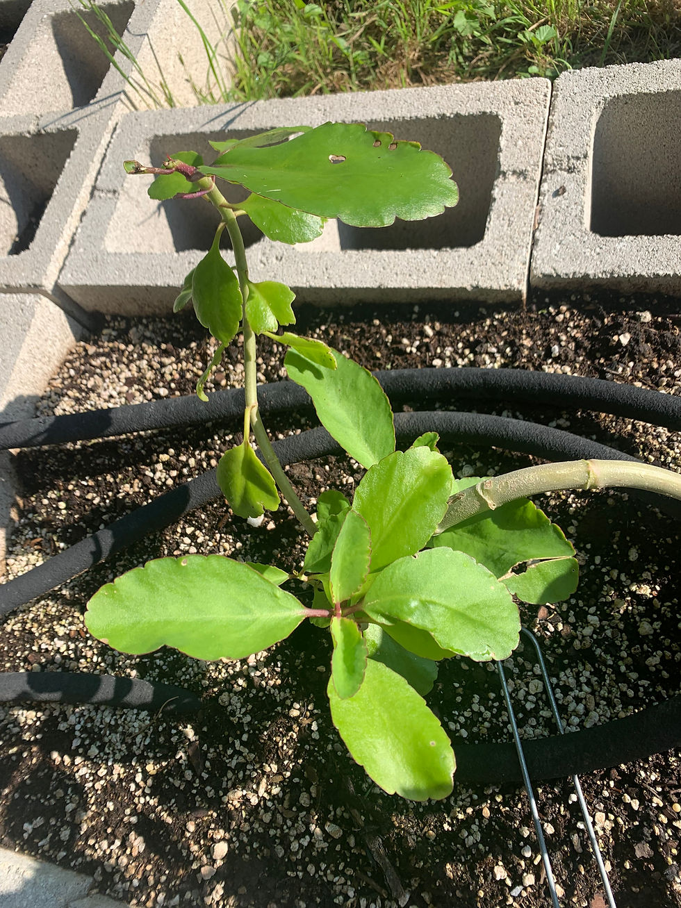 Small succulent plant in a garden