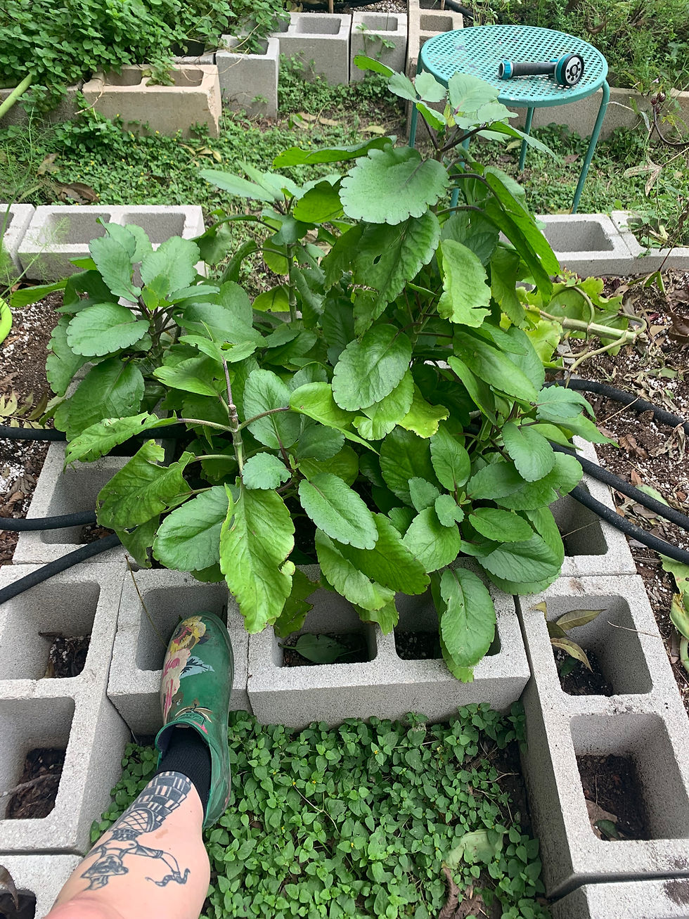 Large succulent growing in garden