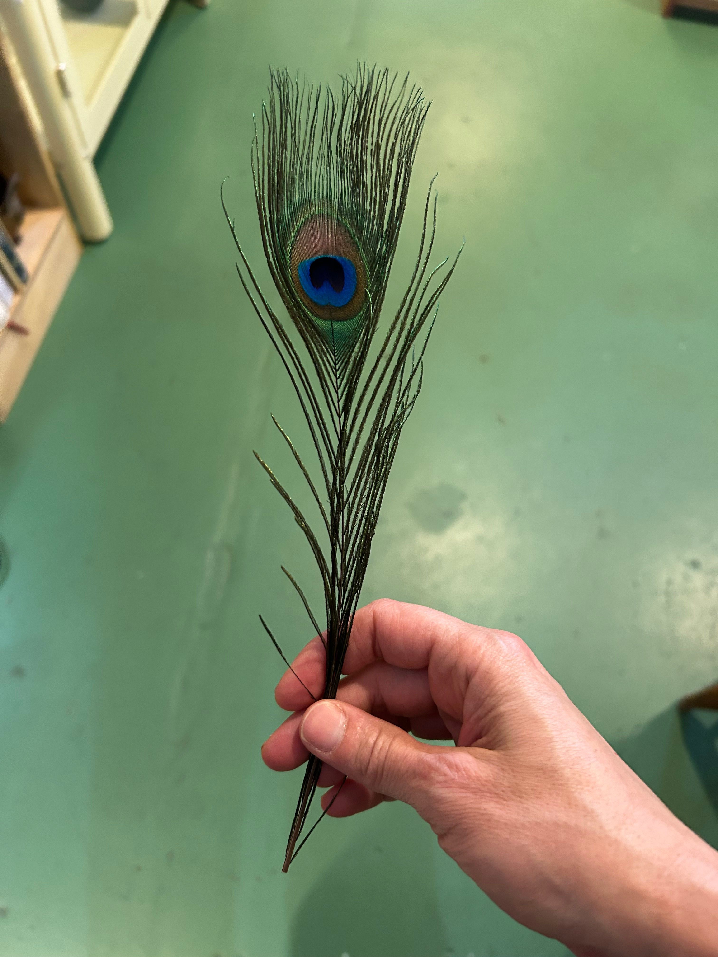 Peacock Feather