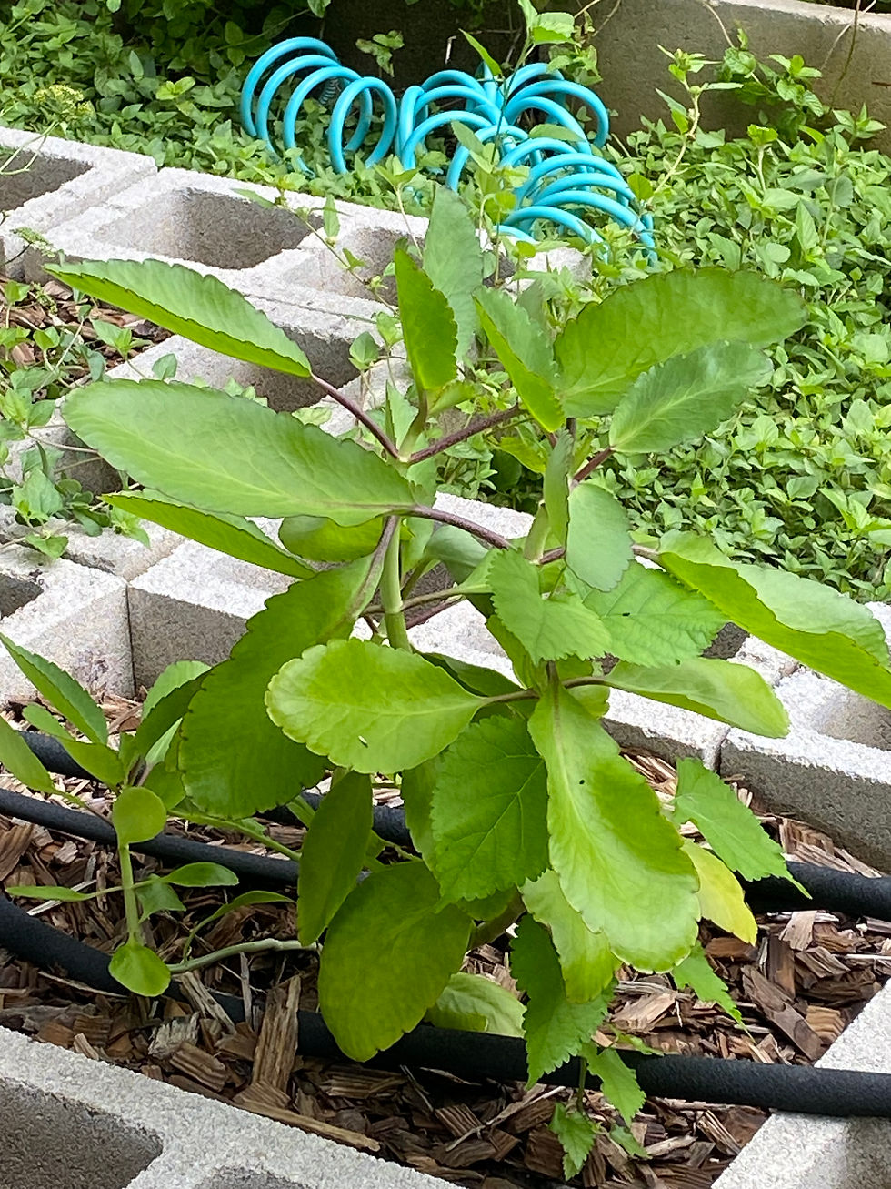 A fey lougawou aka Leaf Of Life plant grown in Austin, Texas
