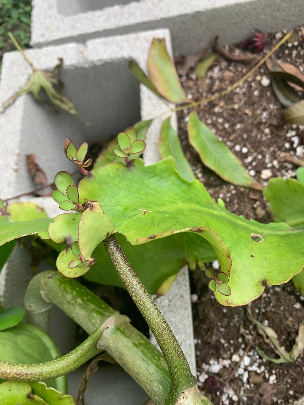 a Kalanchoe pinnata leaf sprouting leaves from its margins