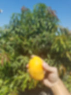 Mango tree