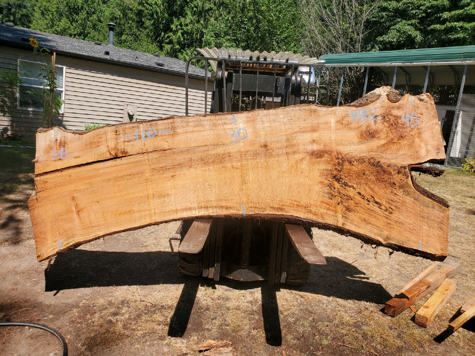 120" x 37" Bigleaf Maple Slab