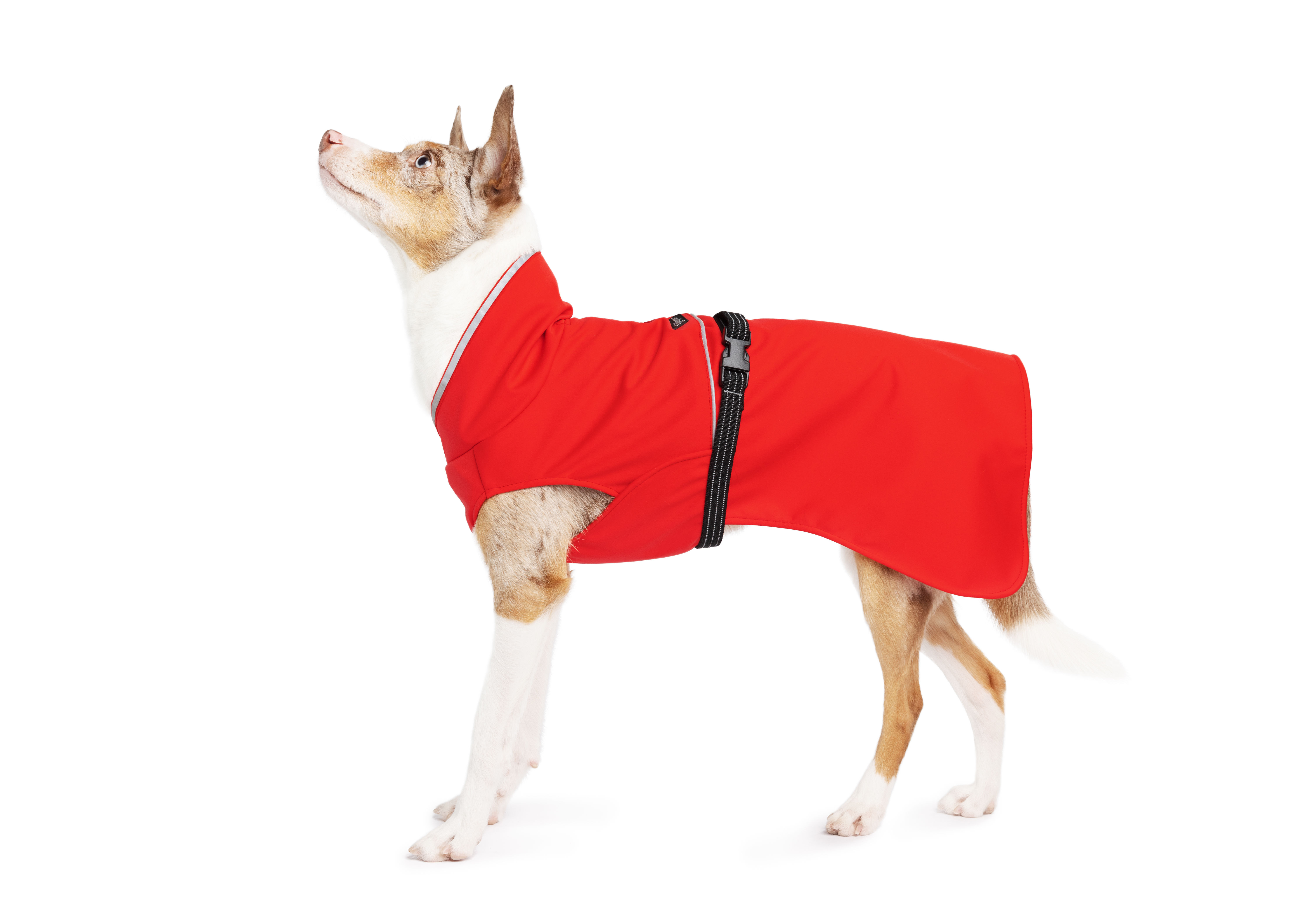 Dog coat red