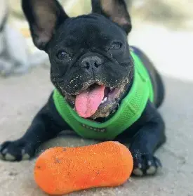 Thumbnail: RuffDawg Weennut Crunch Dog Toy