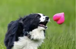 Thumbnail: RuffDawg Dawg Hart XL Indestructible dog toy Pink