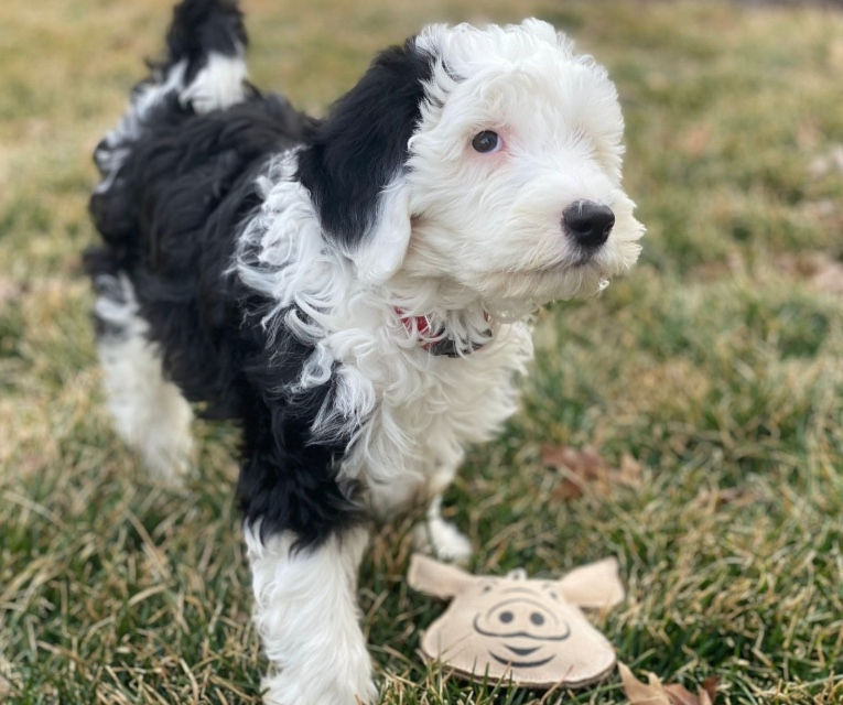 Thumbnail: This leather dog toy will give your dog hours of fun