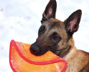 Thumbnail: RuffDawg K9 Flyer Dog Toy