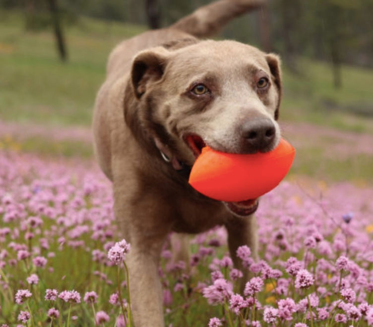 Thumbnail: Labrador carrying a Ruffdawg Football