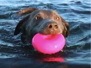 Thumbnail: RuffDawg Dawg Nut XL Indestructible dog toy