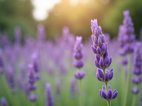 Creating Serene Gardens: Lavender Lane Landscapes Expert Tips