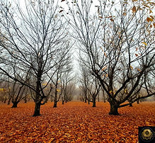 1000008117_edited_edited_edited_edited.j