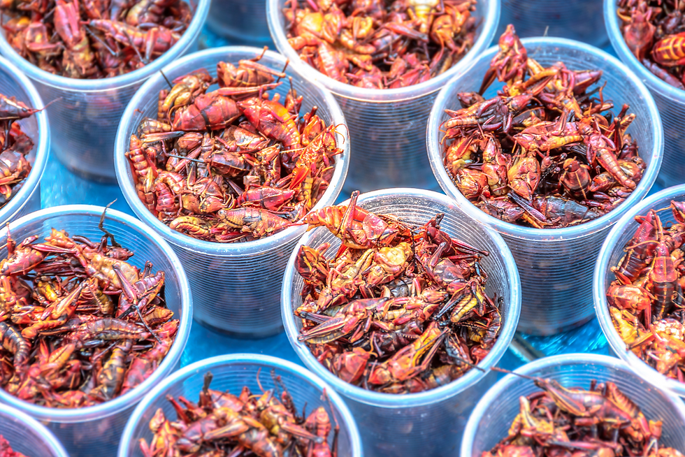 Chapulines colorados fritos. Plato tradicional de la gastronomía con insectos de México