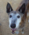 Senior Alsatian mix dog with grey muzzle — long-time APASA resident and beloved heart of the shelter
