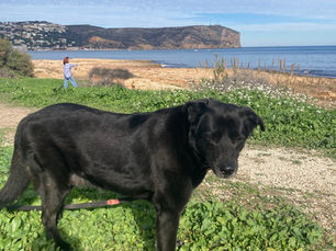 Bentley’s Last Chapter: A Home After 14 Years