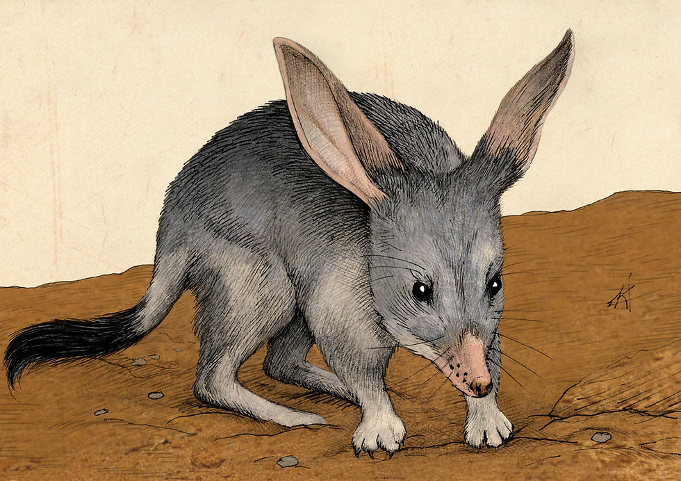 Bilby (Australian Easter Bunny)