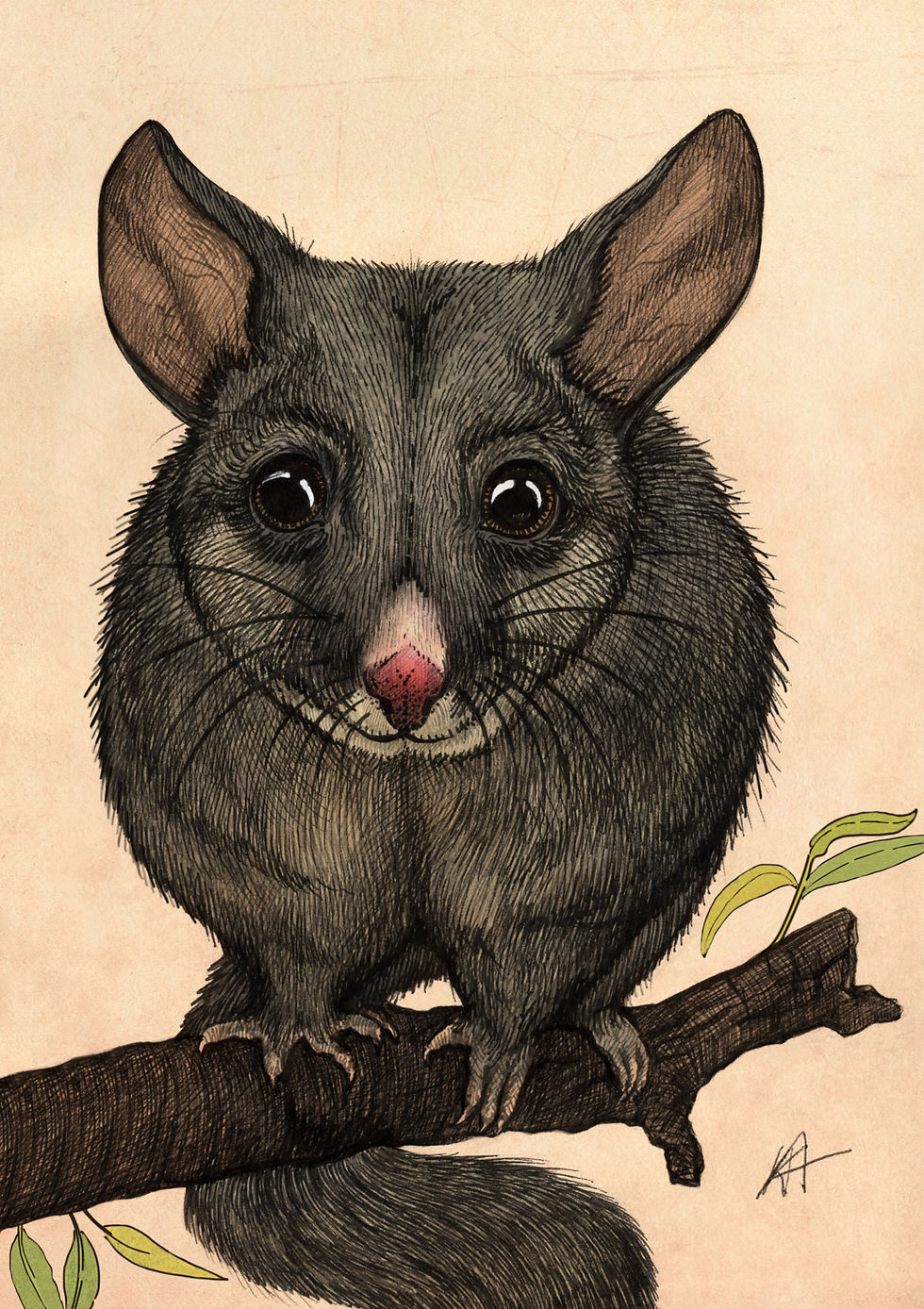Common Brushtail Possum