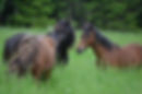 Safir fra Starhill Stable