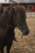Snepla fra Starhill Stable