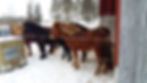 Sindri fra Starhill Stable