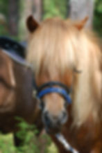 Svalur fra Starhill Stable "Vallu"