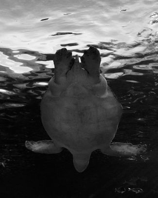 foto por Simone Guimars | Photo by Simone Guimars