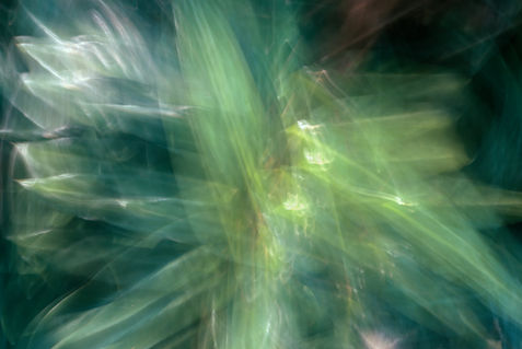 Foto por Simone Guimars | Photo by Simone Guimars