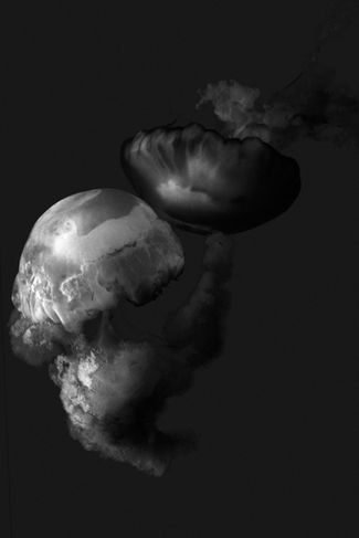 foto por Simone Guimars | Photo by Simone Guimars