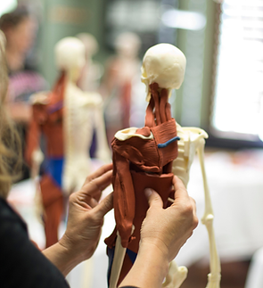 Balanced Body Anatomy  in 3D.png