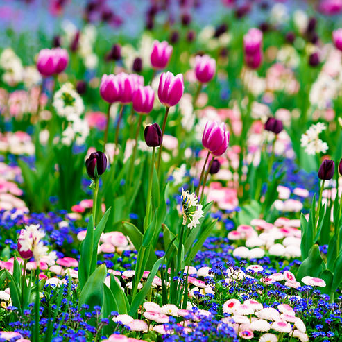 blossoming-tulips-in-early-morning-sunlight-2023-11-27-04-59-43-utc (1).jpg