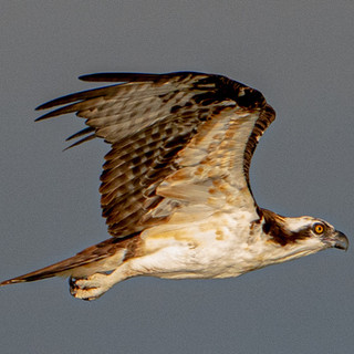 Flying osprey or fish hawk. Greg Lais 2022