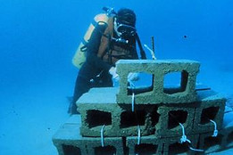 Artificialreef.jfif