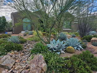 Desert hillside garden with cactus varieties, boulders, and drought-tolerant plants by ALA Artistic Landscape Architecture Tucson.