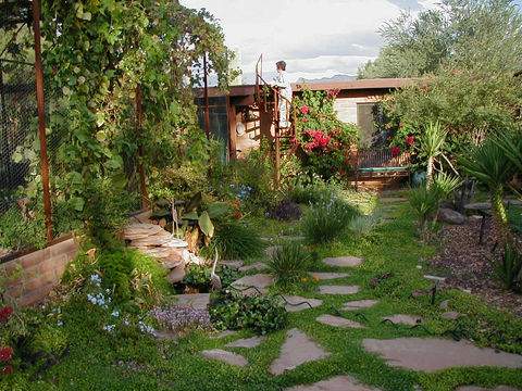 Low-water desert garden with diverse native flowering plants, designed for beauty and sustainability by ALA Landscape Architecture Tucson.