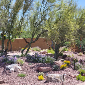 Xeriscape garden featuring drought-tolerant desert plants and native trees, designed by ALA Artistic Landscape Architecture in Tucson.
