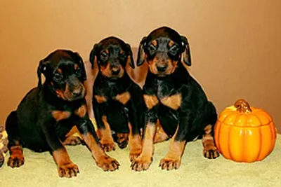 Dobie.webp