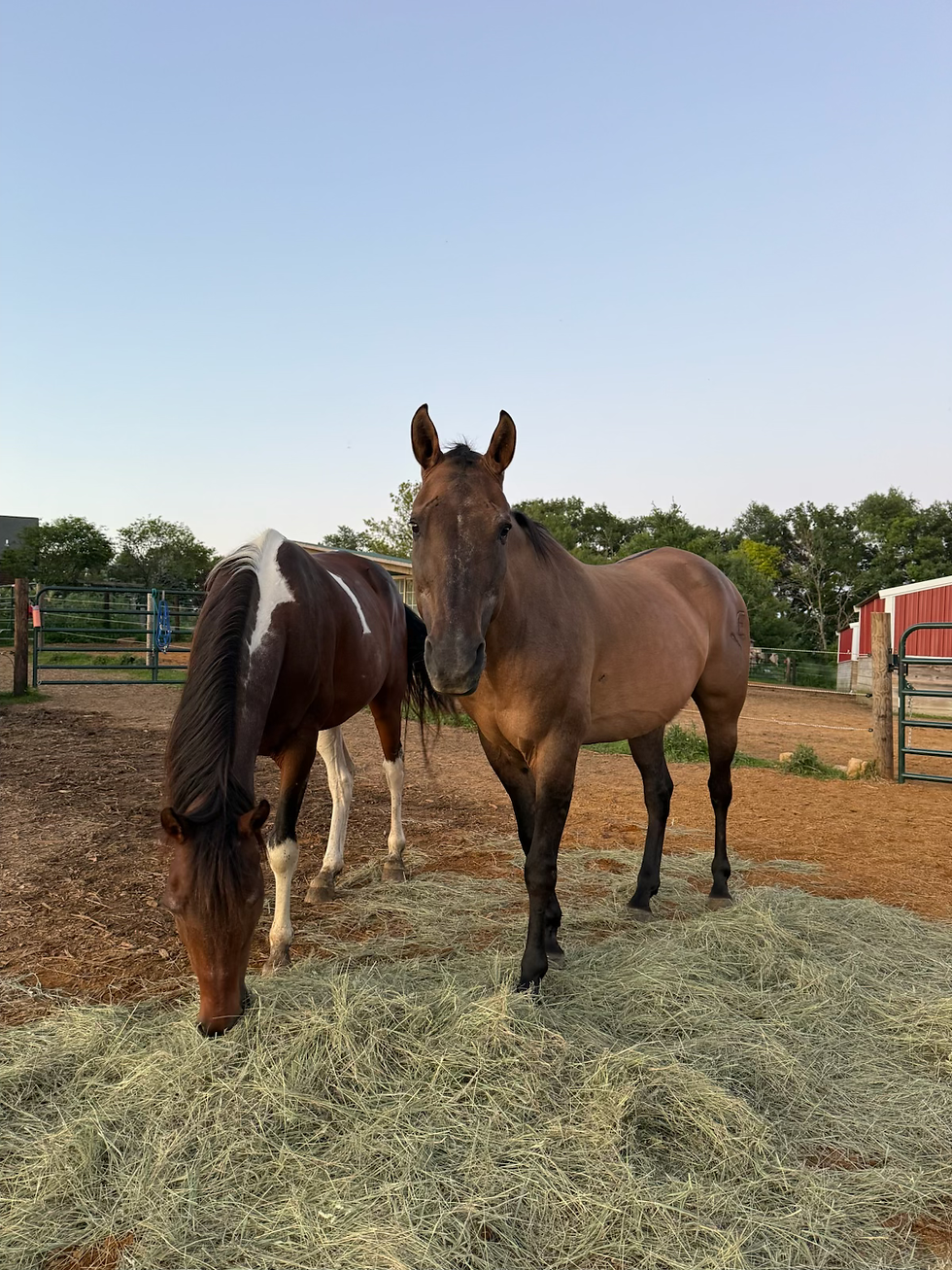 two horse standing in. a dirt field eating grass - one is looking at the camera and the other is eating