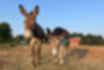 Two donkeys strutting towards the camera - ears tall - summer time, blue skies