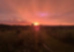 Sunset with greenery in front of it