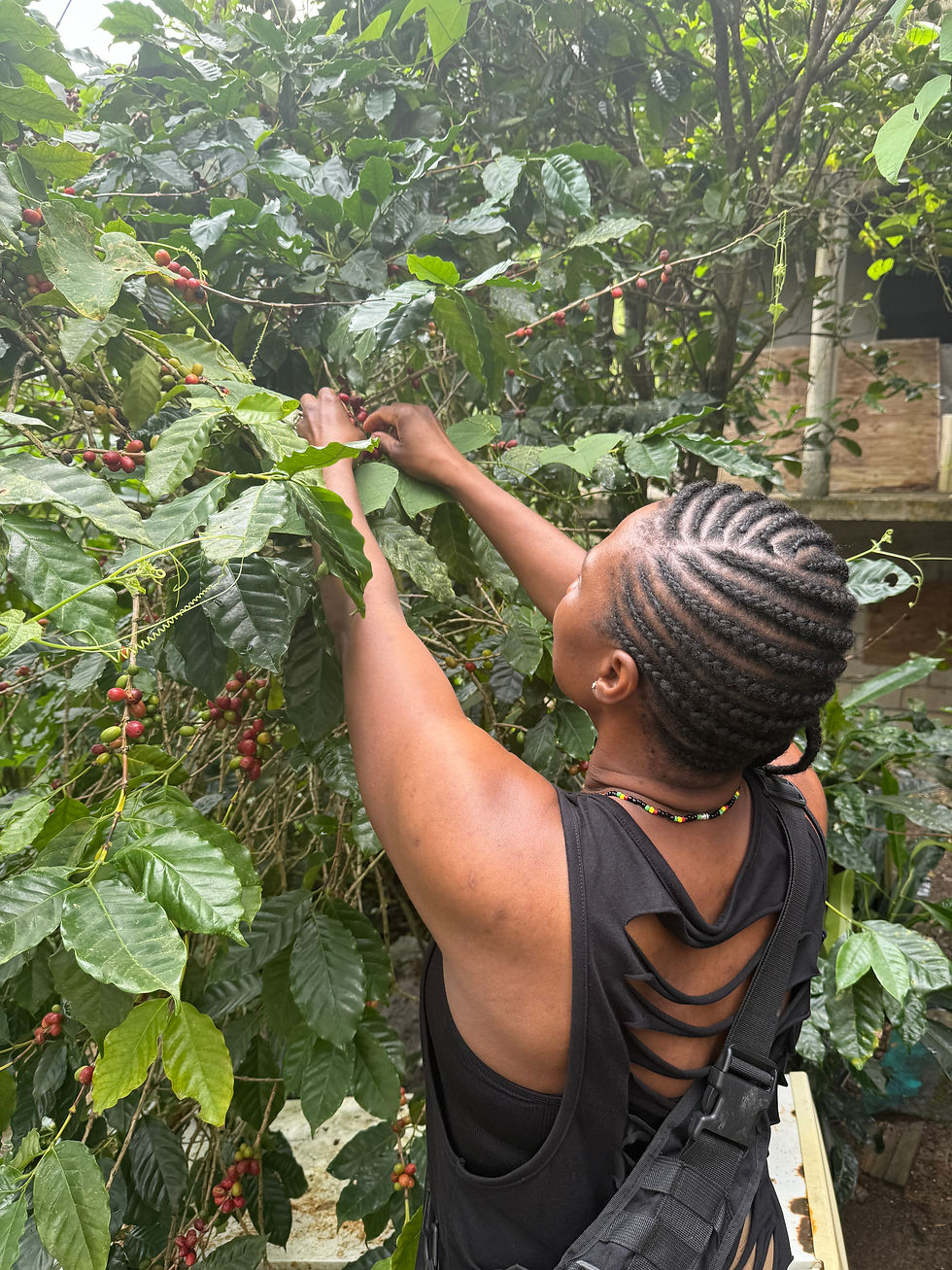 Melissa Looking at Jamaican Blue Mountain coffee beans