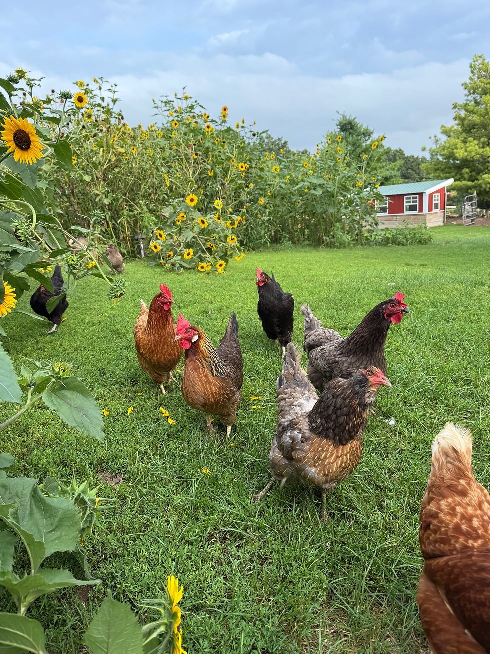 chickens running through a green garden with flowers
